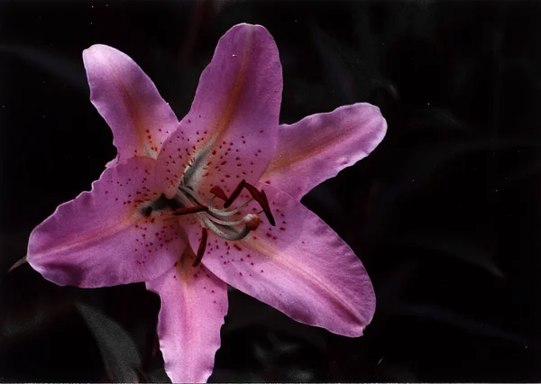 Beautiful Lily Flower Shot Natural Wallpaper — 图库照片