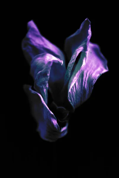 Висушена Фіолетова Квітка Ізольована Чорному — стокове фото