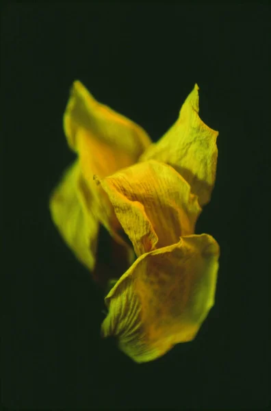 Schöne Gelbe Blume Auf Dunklem Hintergrund Nahsicht — Stockfoto