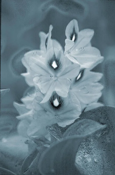Abstrakter Hintergrund Mit Silhouetten Von Blumen — Stockfoto