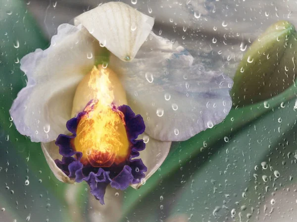 Burning iris flower and raindrops. 3d rendering.
