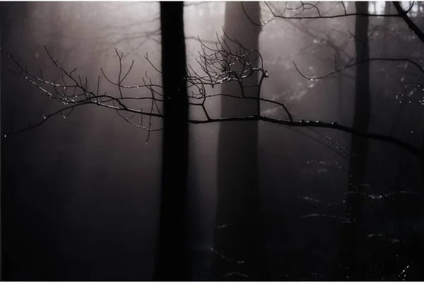 Ormandaki Bir Ağacın Siyah Beyaz Fotoğrafı — Stok fotoğraf