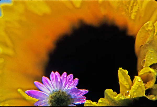 美しい花 花のコンセプトの背景 — ストック写真