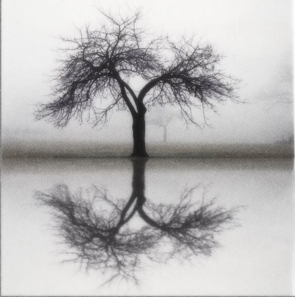 Albero Solitario Nel Paesaggio Nebbioso Riflessione Sulla Superficie Dell Acqua — Foto Stock