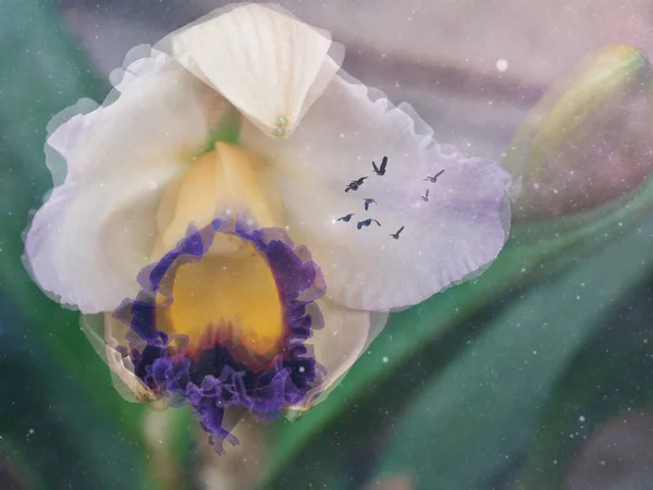 Prachtige Irisbloemsamenstelling Vogels Destructie — Stockfoto