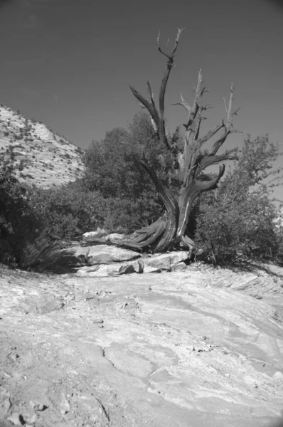 Hermoso Paisaje Natural Blanco Negro Árbol Vegetación —  Fotos de Stock