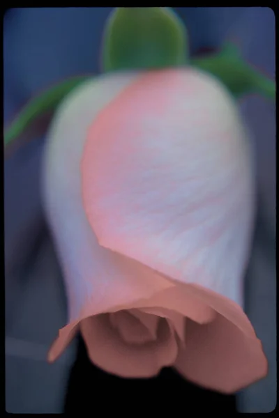 Pembe Gül Yakın Plan Güzel Çiçek — Stok fotoğraf
