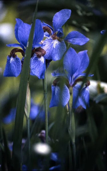 Bunga Biru Taman — Stok Foto