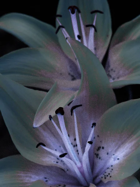 Schöne Blumen Weiße Lilien Mit Lila Tönung — Stockfoto