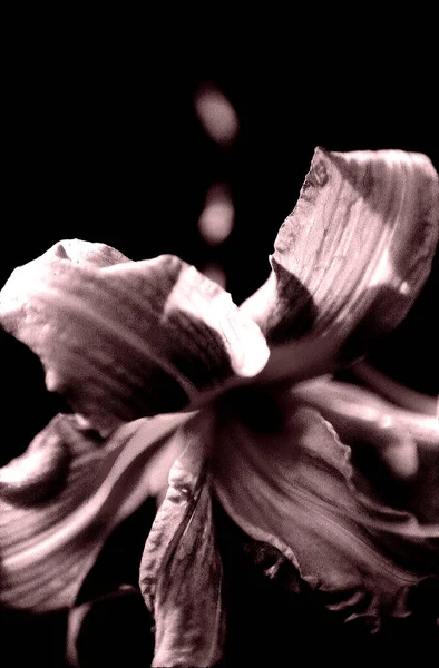 Nahaufnahme Der Schönen Lilienblüte — Stockfoto