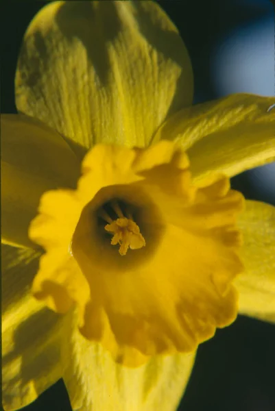Vacker Påsklilja Botaniska Skott Naturliga Tapeter — Stockfoto