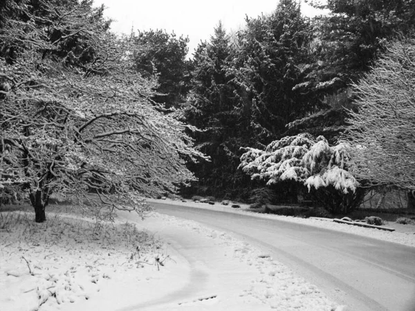 Image Noir Blanc Beau Paysage Forestier — Photo