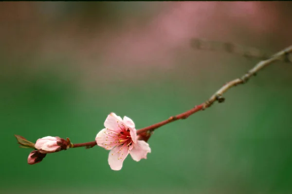 Обрезанный Вид Красивых Цветущих Весенних Цветов Ветке — стоковое фото