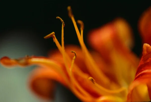 Bellissimi Fiori Gigli Arancioni Primo Piano — Foto Stock