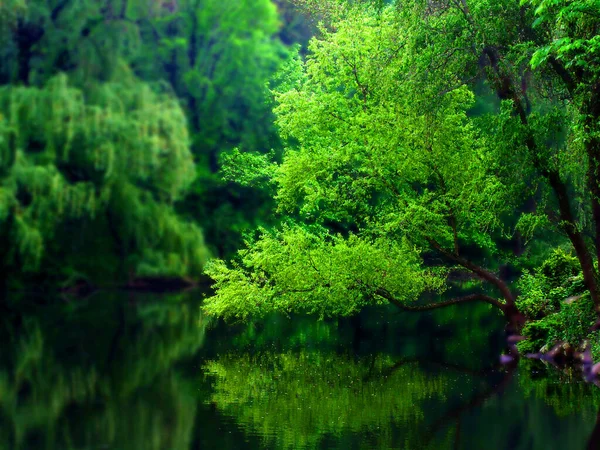 Árboles Verdes Lago Reflexión Sobre Superficie Del Agua —  Fotos de Stock