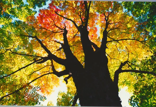 Árvore Cores Outono Renderização — Fotografia de Stock