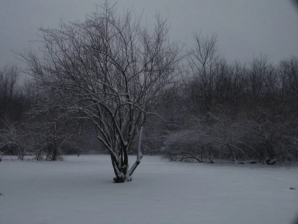 白色冬季风景中的树木 — 图库照片
