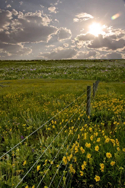Beautiful Landscape Green Field Cloudy Sky — Fotografia de Stock