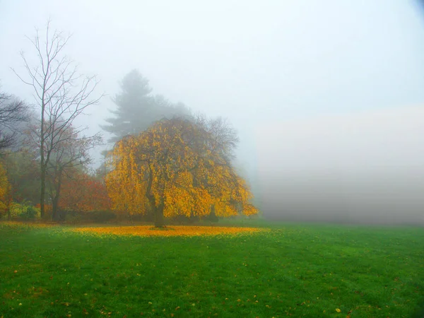 Árboles Campo Verde Medio Niebla Niebla Rocío —  Fotos de Stock