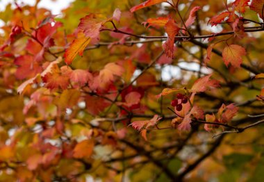 Güneşli bir günde gökyüzüne karşı böğürtlenli potasyum çalılığına yakın çekim