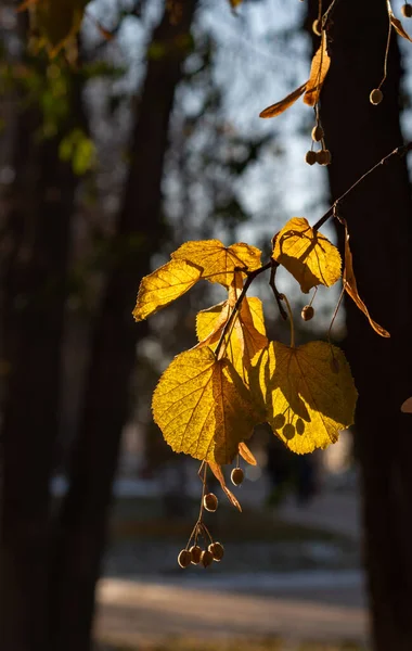 Close Fruta Madura Linden Árvore Pôr Sol Inverno — Fotografia de Stock