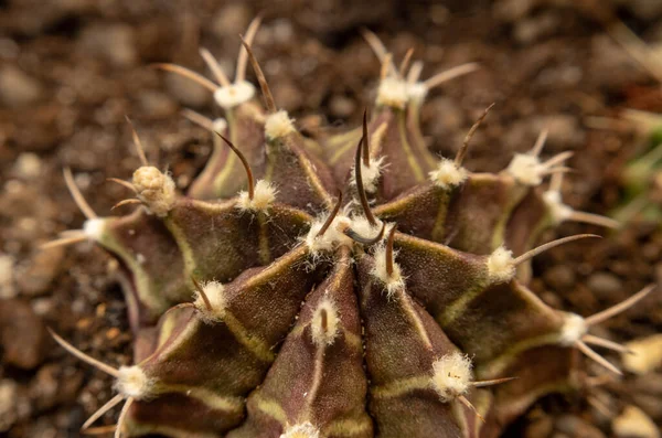 Beautiful Cactus Garden Close Detail — Stock Photo, Image