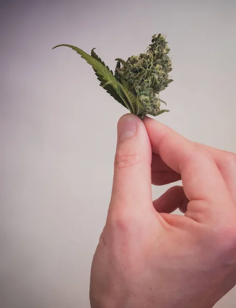 Kvinna Håller Cannabis Handen Legaliseringen Marijuana Medicinsk Cannabis — Stockfoto