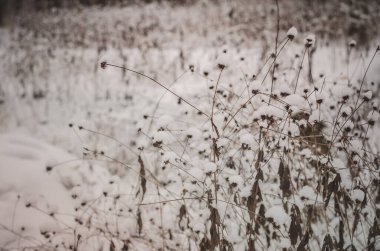Karların altında kuru çayırlar. Kış ormanı..