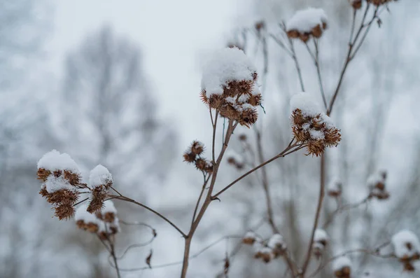 Trockene Wiesengräser Unter Dem Schnee — Stockfoto