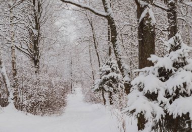 Karla kaplı bir ormanda bir patika. Kar yağdıktan sonra kış ormanı.