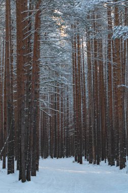 Gün batımında güzel bir kış ormanı. Karla kaplı ağaçlar.