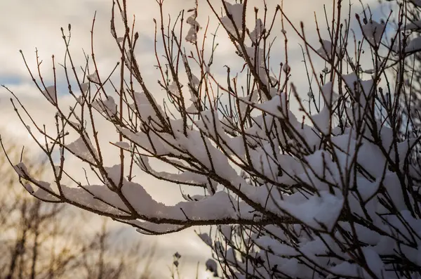 雪に覆われた木の枝 森の中の冬の夕日 — ストック写真