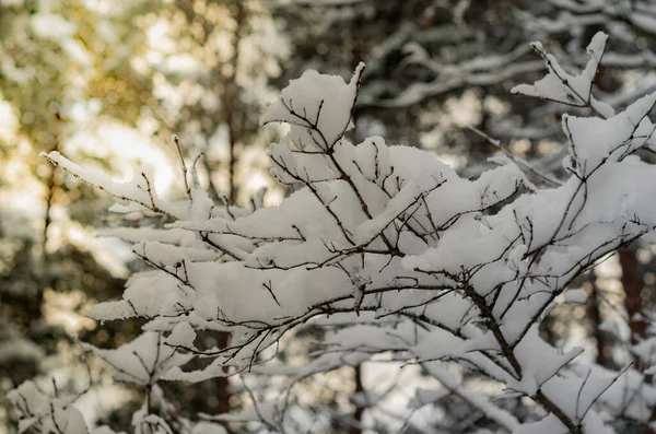 雪に覆われた木の枝 森の中の冬の夕日 — ストック写真