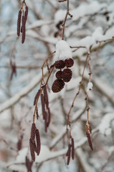 雪に覆われたアルダーの枝 美しい冬の森 — ストック写真