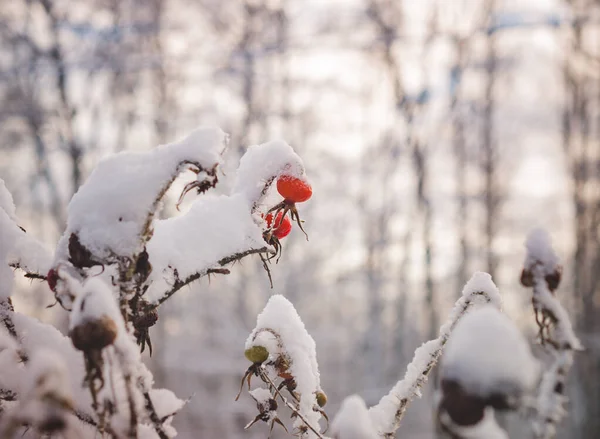 Owoce Róży Pokryte Śniegiem Piękny Zimowy Las Słoneczny Dzień — Zdjęcie stockowe