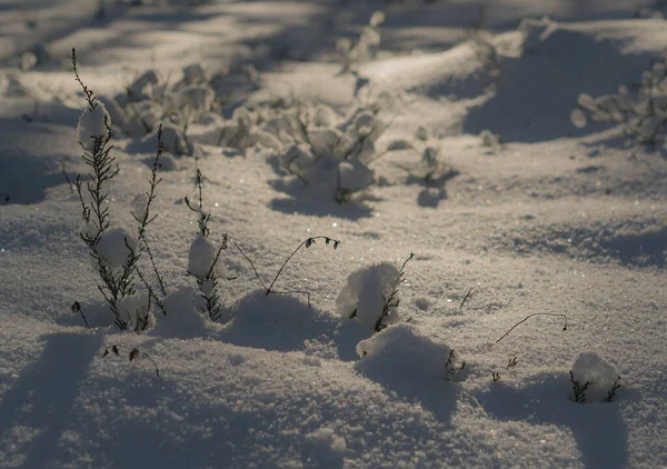 Mit Schnee Bedecktes Feldgras Winterwald Bei Sonnenuntergang Strahlende Wintersonne — Stockfoto