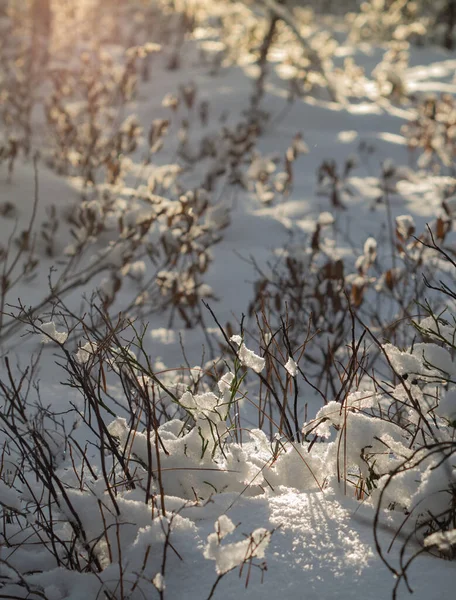 Ramas Árboles Cubiertas Nieve Puesta Sol Invierno Bosque — Foto de Stock