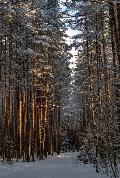 Camino Bosque Cubierto Nieve Bosque Invierno Después Una Nevada —  Fotos de Stock