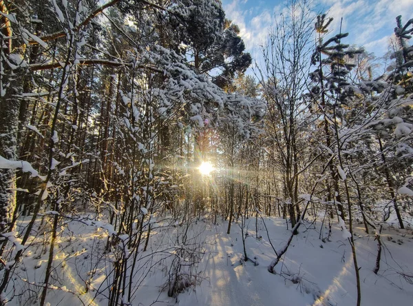 Belle Forêt Enneigée Éclairée Par Soleil — Photo