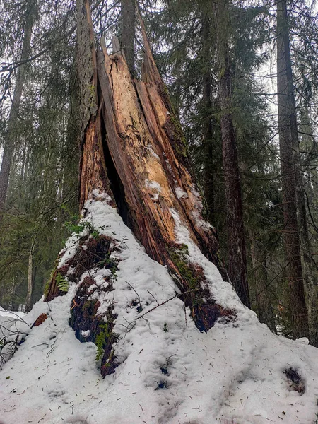 Árvore Quebrada Coberta Neve Floresta Pinheiros Nebulosos — Fotografia de Stock