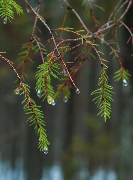 Gałąź Świerkowa Kroplami Deszczu Mglisty Dzień Lesie — Zdjęcie stockowe