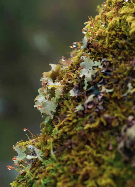 Baum Mit Moos Bedeckt Winterwald — Stockfoto