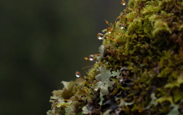 Albero Coperto Muschio Nella Foresta Invernale — Foto Stock