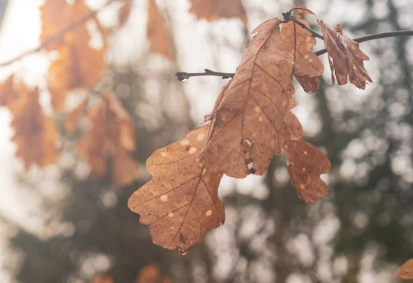 Žlutý Dub Listí Větve Mlhavý Les Dešti — Stock fotografie