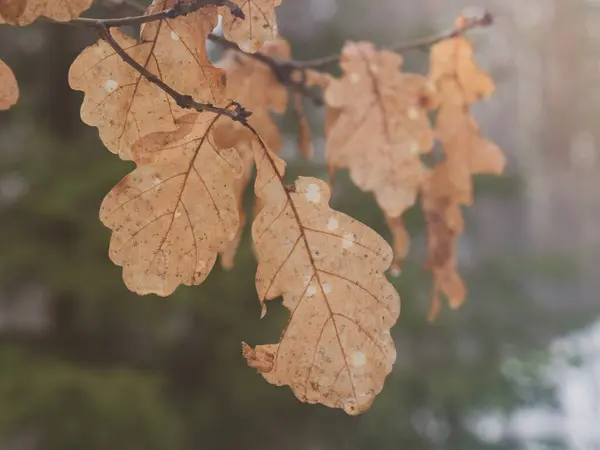 Žlutý Dub Listí Větve Mlhavý Les Dešti — Stock fotografie