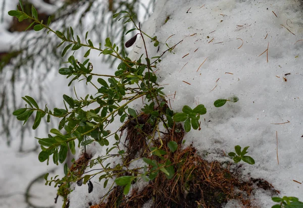 冬の森の中の雪の下の緑のブルーベリーブッシュ — ストック写真