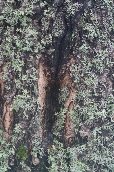 Yosun Kaplı Ağaç Gövdesi Kış Ormanı Ağaç Kabuğu Dokusu — Stok fotoğraf