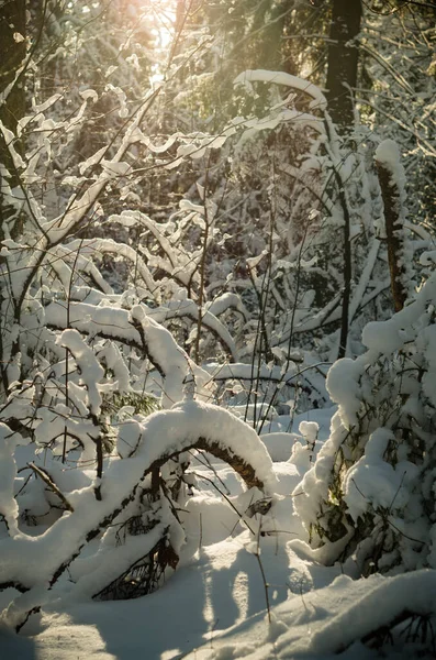 Branches Tree Covered Snow Illuminated Rays — Stock Photo, Image