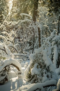 Ağacın dalları ışınlarla aydınlatılmış karla kaplı.