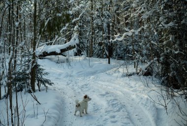 Jack Russell Terrier güneşli bir kış gününde orman yolunda